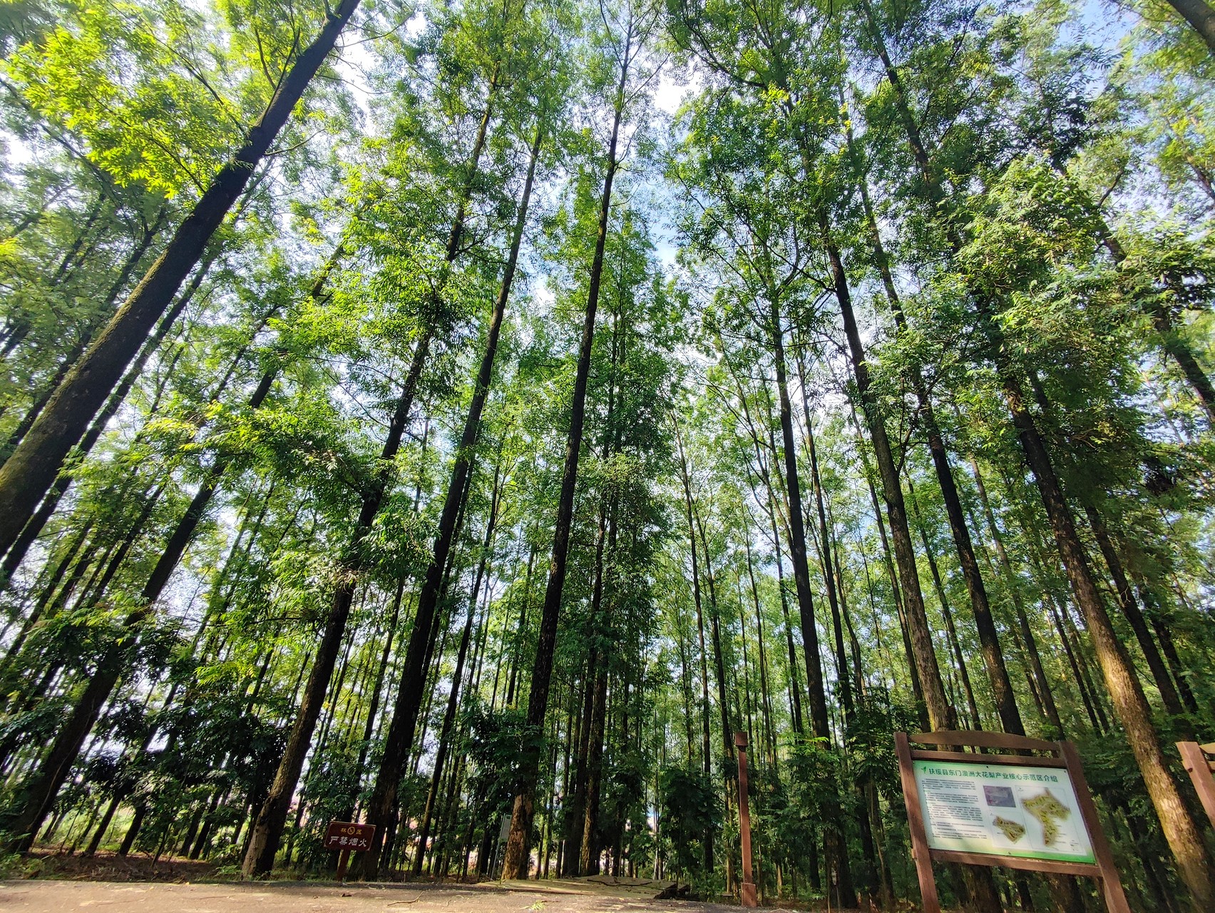 广西东门林场国家桉树良种基地