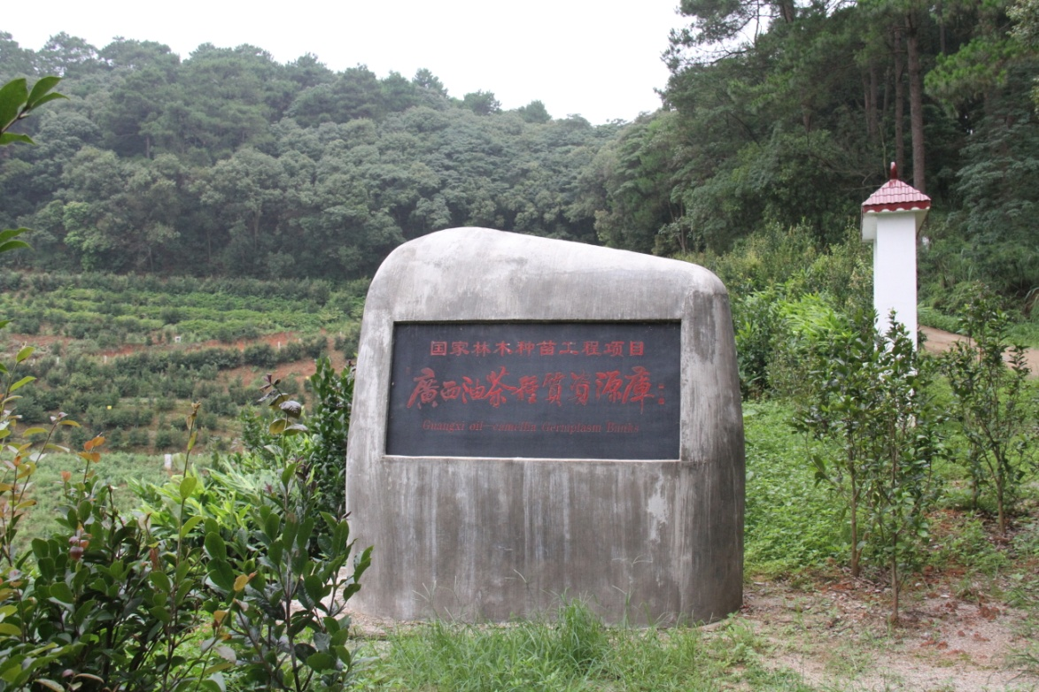 广西林科院国家油茶、红锥良种基地