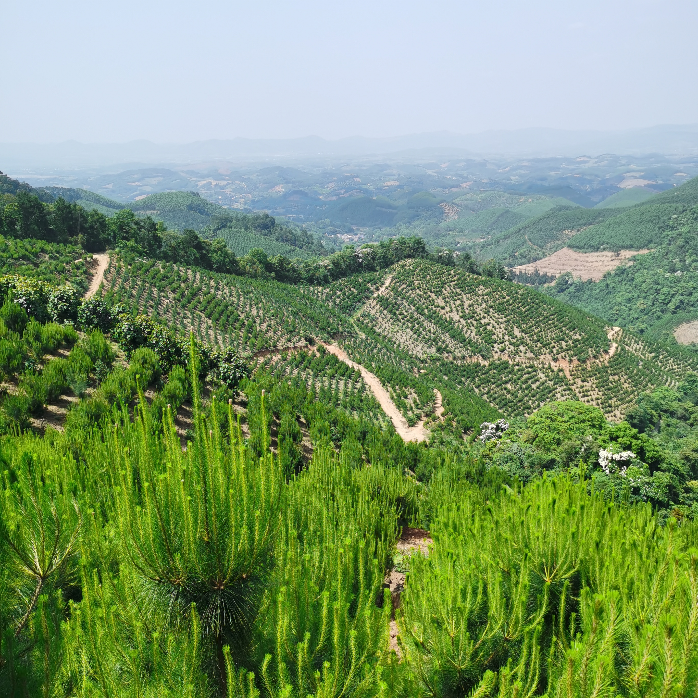 广西国有派阳山林场国家马尾松八角良种基地