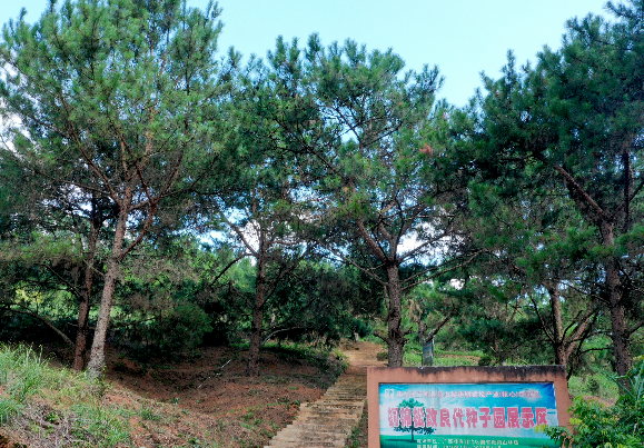 广西国有派阳山林场国家马尾松八角良种基地